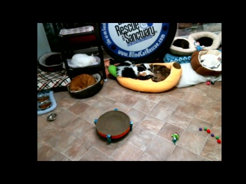 special needs animal rescue Blind Cat Rescue & Sanctuary, Inc Live Stream