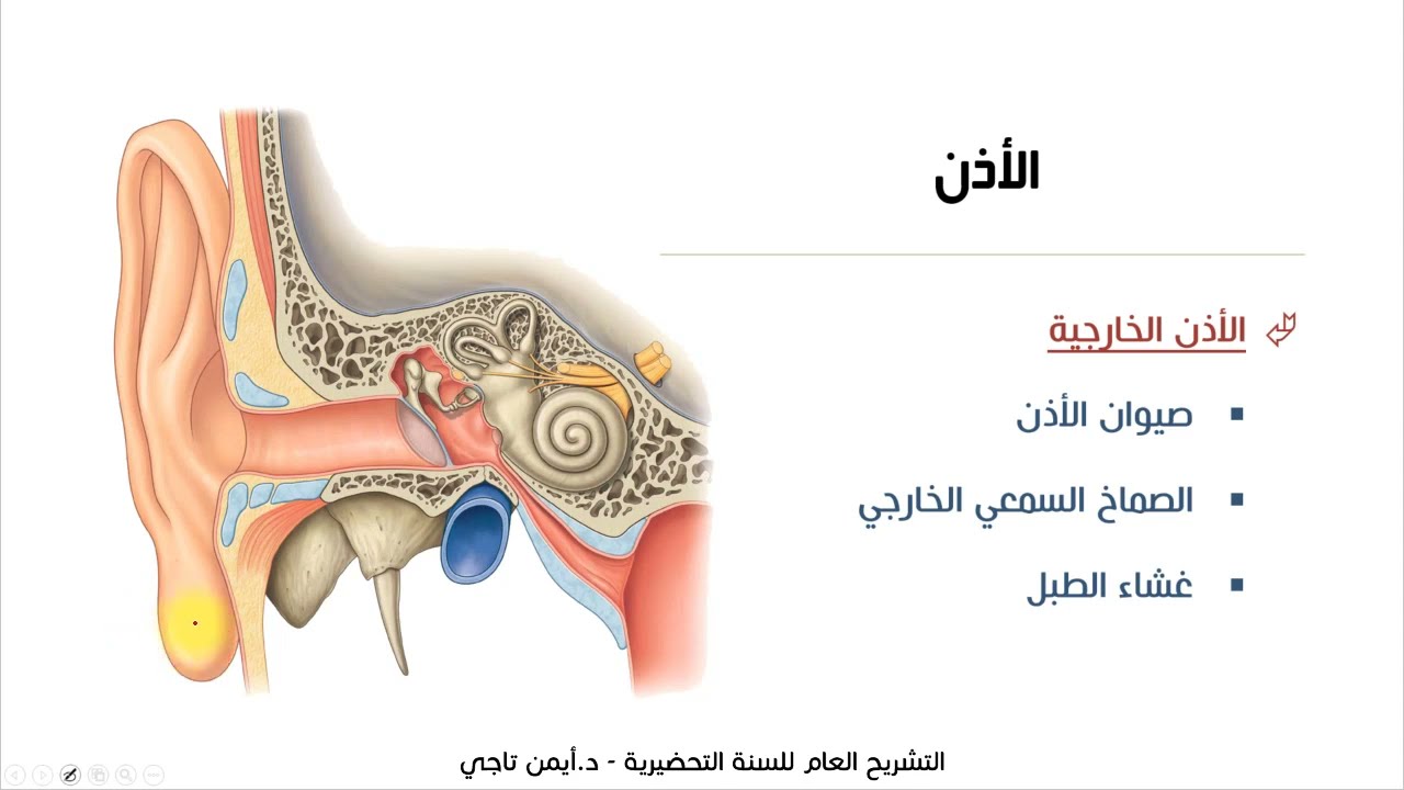 أعضاء الحواس | الأذن والجلد | التشريح العام للسنة التحضيرية