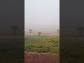 Today Whether In Buraidah Saudi Arabia