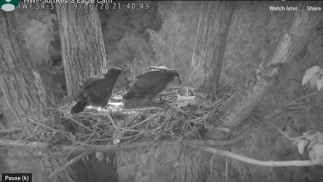 bald eagles in illinois Sur brings in a late night bite that Ess got. Surrey Reserve