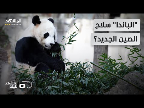 كيف توظف الصين الدب اللطيف في سياستها الخارجية المشهد الليلة
