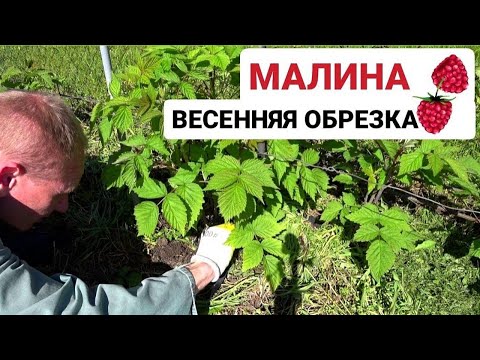 Ремонтантная малина на 2й год Обрезка и прореживание весной