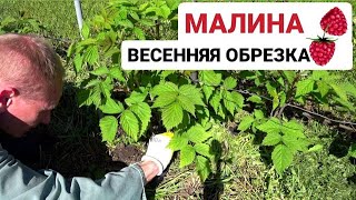 Ремонтантная малина на 2й год Обрезка и прореживание весной