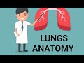 How Lungs Work in Simple Steps