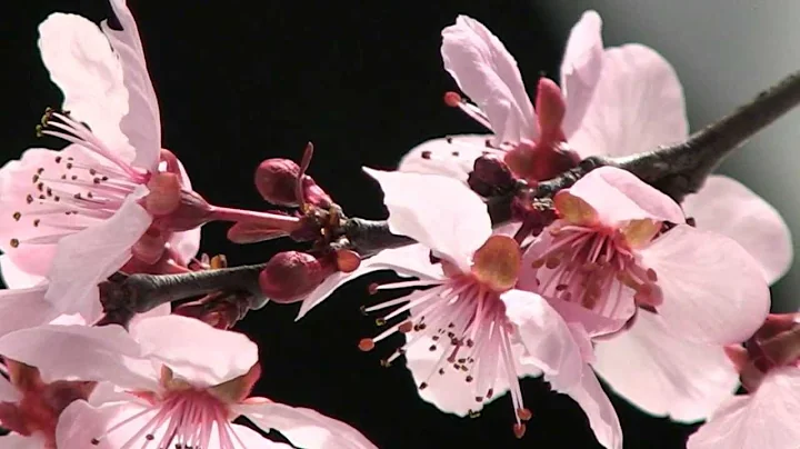 Blossom Time Lapse - DayDayNews