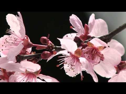 Blossom Time Lapse