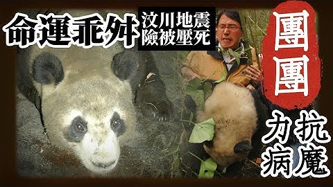 命運乖舛!大貓熊"團團"力抗病魔!2008年來台前夕 汶川地震險遭壓死! - 天天要聞