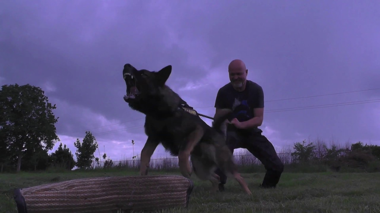 Odgajivačnica njemačkih ovčara 