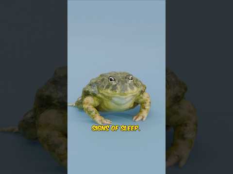 Animals That Never