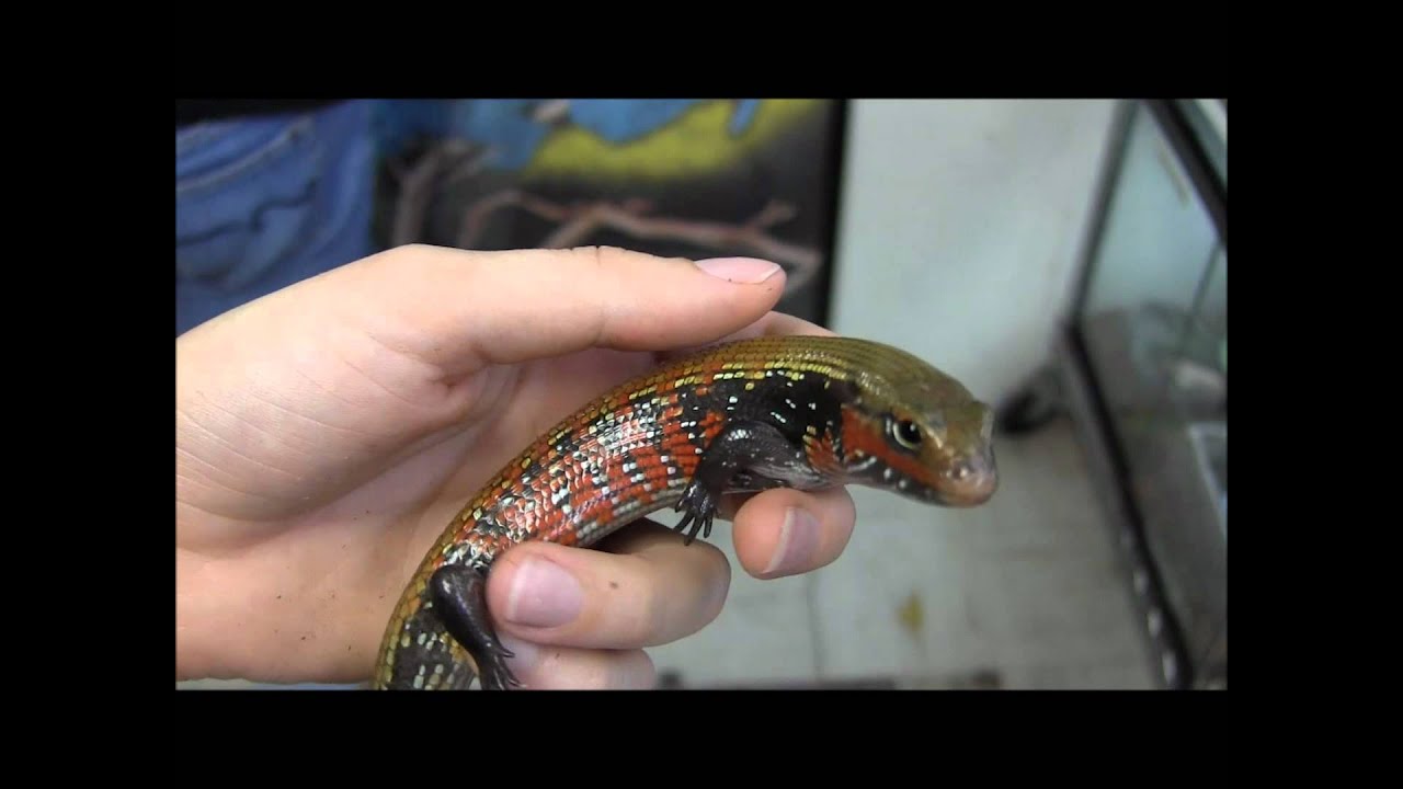 Fire Skinks
