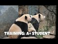 рџђј Giantpanda Xiao Qi Ji Panda Training A Student рџђј Giantpanda Xiao Qi Ji Panda Training A Student