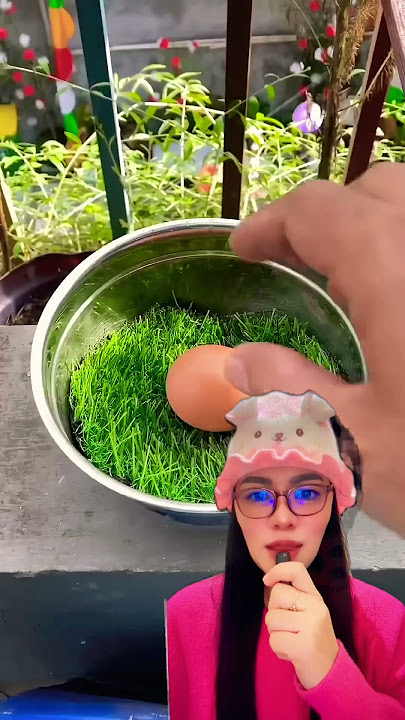 Colorful chicken eggs ⁉️ @d@deisheanddorie