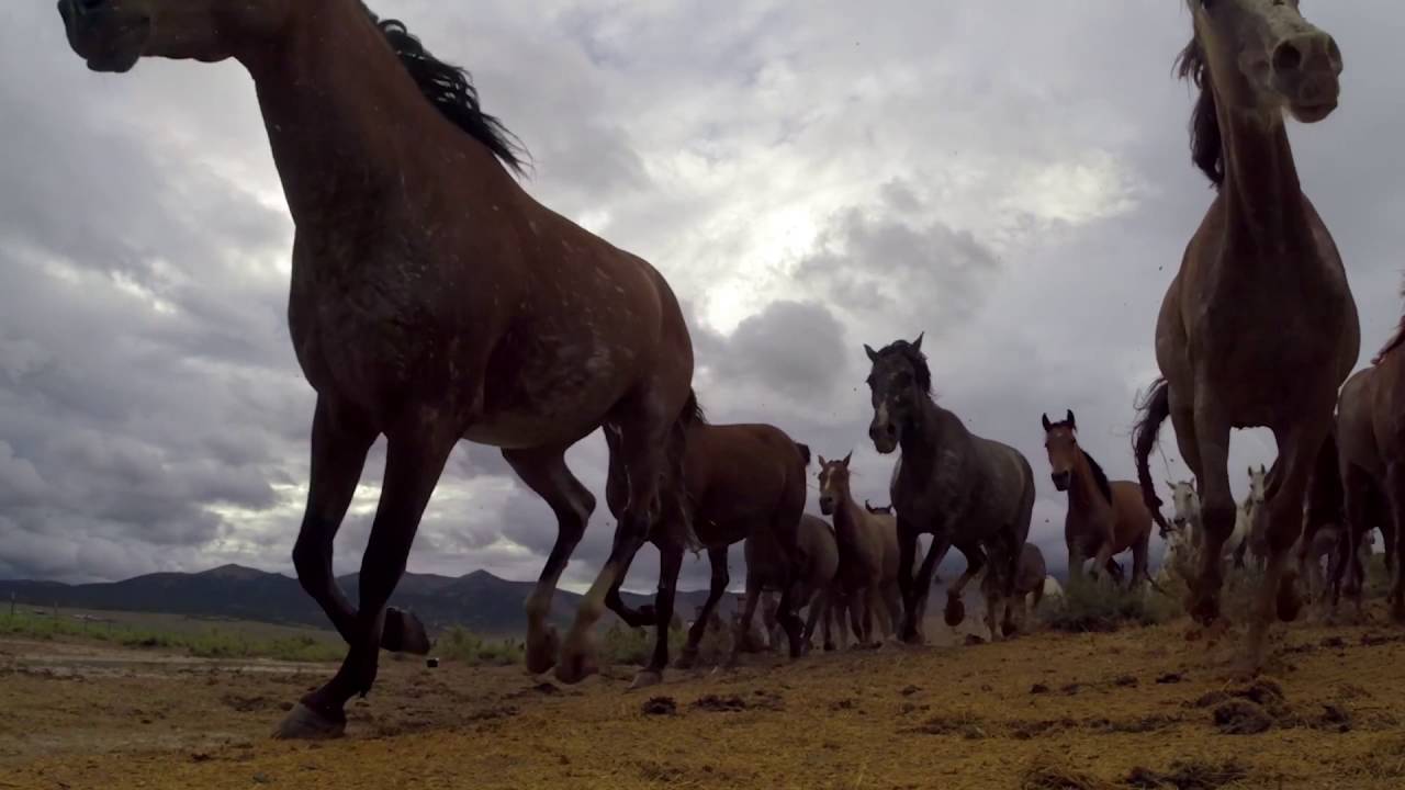 Mustangs Chevaux Sauvages Youtube