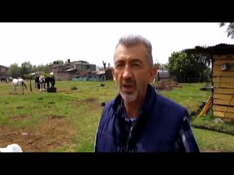 MONIMALISTA CULTURA EQUINA, GABRIEL ARRIAGA Y NUESTRO ESPECIALISTA NOS HABLAN DE LOS CABALLOS programacion feria de palmira 2019