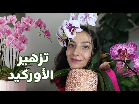 دليلك الشامل للعناية بزهرة الاوركيد الأخطاء الشائعة تحفيرها للإزهار