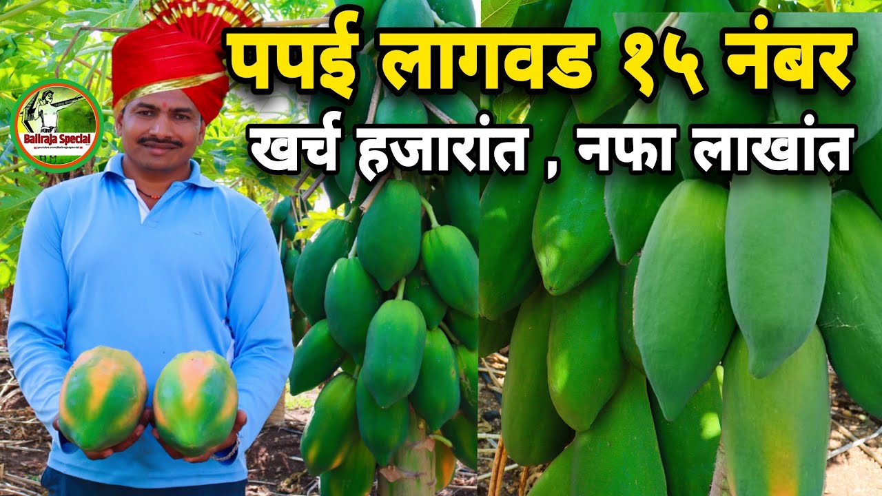 पपई लागवड १५ नंबर,विक्रमी उत्पादन, लागवड ते विक्री व्यवस्थापन कसे करावे |Papaya farming in Marathi