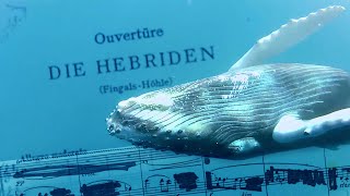 Hebrides Overture’s disappearing notes highlight the plight of humpback whales