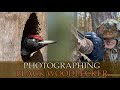 Photographing Black Woodpeckers - Wildlife & Bird Photography Vlog