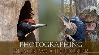 Photographing Black Woodpeckers - Wildlife &amp; Bird Photography Vlog