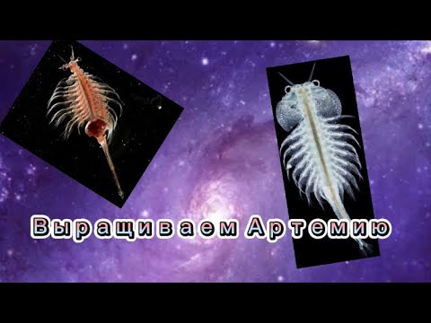 ВЫРАЩИВАЕМ АРТЕМИЮ! 💕 - YouTube