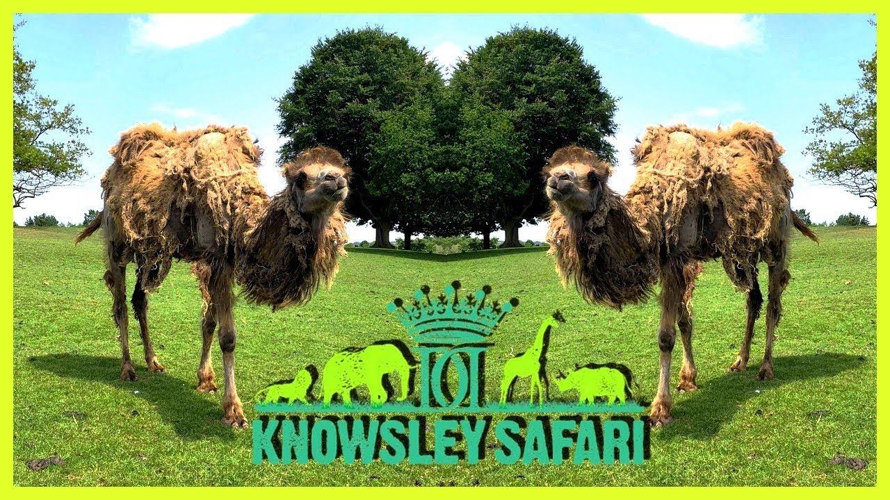 knowsley safari youtube