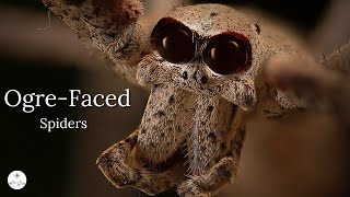 The Ogre-Faced Spider: Master of the Nighttime Hunt