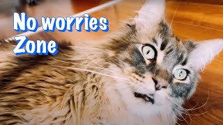 Big Fluff, Big Relaxation: The Majestic Maine Coon Lounges