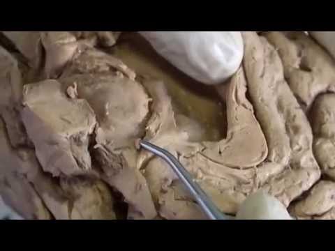 hippocampal limbic connections functions sanjoy sanyal functions of the brain