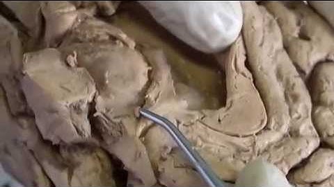 Hippocampal Limbic Connections Functions - Sanjoy Sanyal