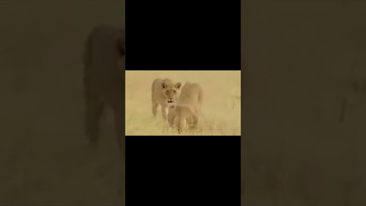 Fierce Fight between 2 Wild Boars and a Lion