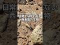 実際に行って見に行ってほしい #shortvideo #shorts #short #沖縄 #西表島 #生き物 #生物 #野鳥