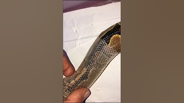 Ball Python shedding process/ assisted moulting/ snake 🐍 #ballpython #moulting #snake