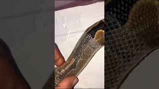 Ball Python shedding process/ assisted moulting/ snake 🐍 #ballpython #moulting #snake