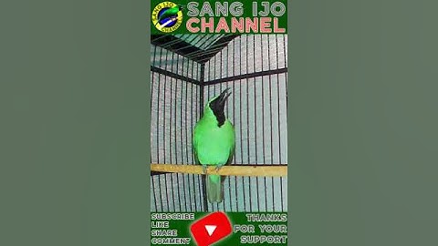 Ngekek Kasaran, Cucak Ijo Gacor
