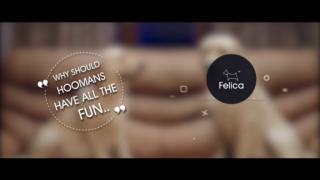 FELICA | Dog food, toys, Grooming, accessories & more in One box- 