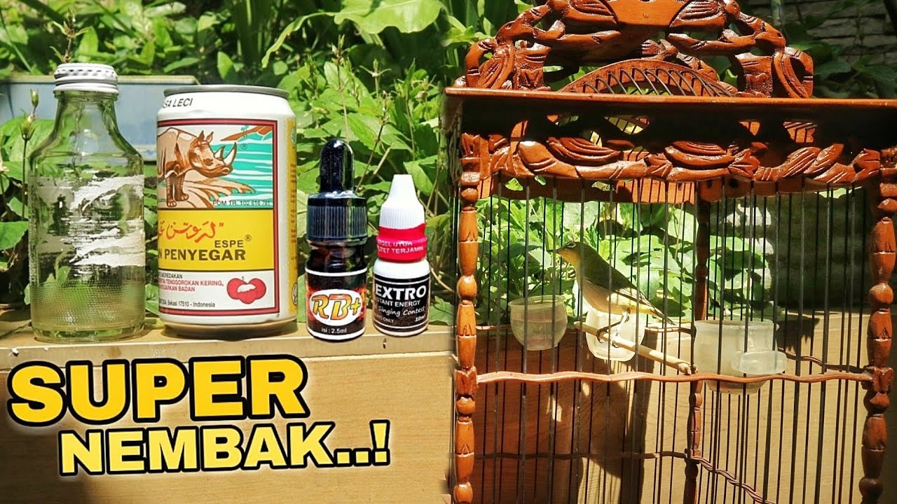 Instan Doping Pleci Biar Buka Paruh Gacor Ngotot Nembak Nembak Di Lapangan Lomba By Mas Kribo Instan Doping Pleci Biar Buka Paruh Gacor Ngotot Nembak Nembak Di Lapangan Lomba By Mas Kribo