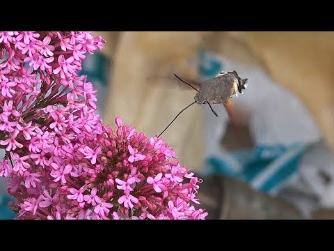 Hummingbird hawk-moth - Newlyn Cornwall UK - Real time & half speed - Macroglossum stellatarum
