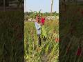 জমি থেকে ফুল উঠানোর দৃশ্য।