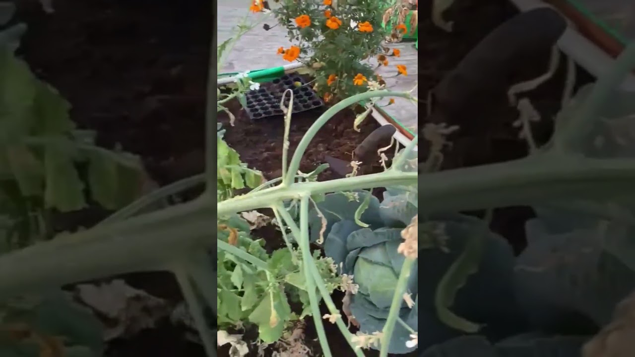 Green Worm Attack on Radish & Cauliflower Grow Bags 🐛 | Save Your Plants Naturally