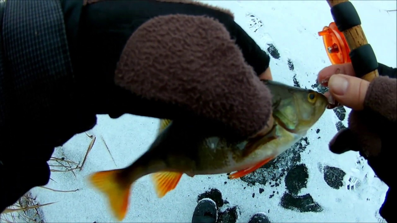 Žūklė švytuoklėmis ,arba eilinis bandymas pagaut svajonių žuvį