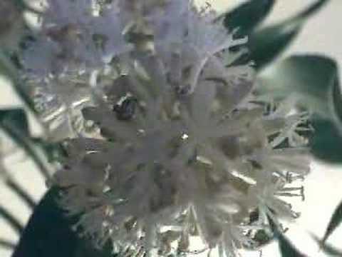 Video: Blue Cornflower - Paglilinang At Paggamit Para Sa Mga Nakapagpapagaling Na Layunin
