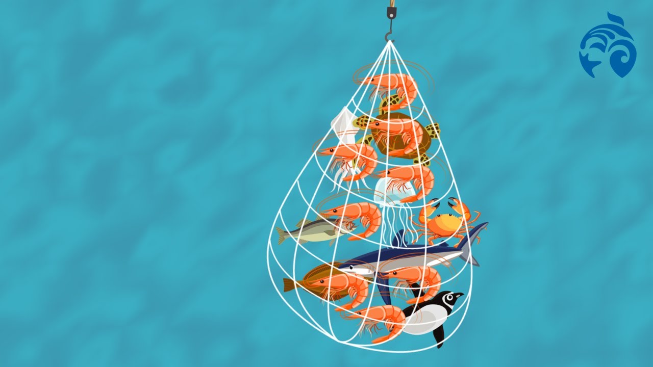 The Unsettling Truth About Shrimp | Explainer | Ocean Wise - YouTube