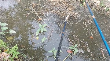 Thả Nước Vô Ruộng Chích Trúng Mánh Cá Lóc Ếch Cá Phi | kích cá miền tây 