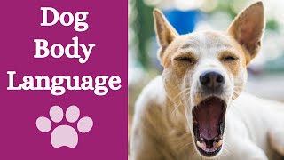 Signs of stress in dogs: understanding them by Finn Paddy Dog Training 346 views 1 year ago 4 minutes, 27 seconds