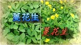 野生花生 蔓花生 野草紀實ep3 Youtube 野生花生 蔓花生 野草紀實ep3 Youtube