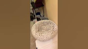 Grieving #shorts #organization