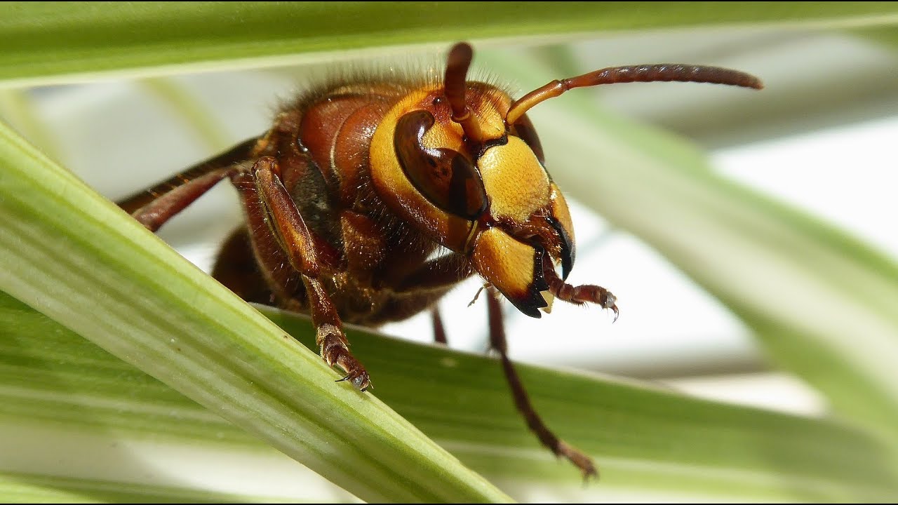 in the House YouTube