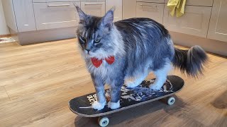 Maine Coon Felix turned 3 years. He got a skateboard for his birthday present. Cat doing tricks.