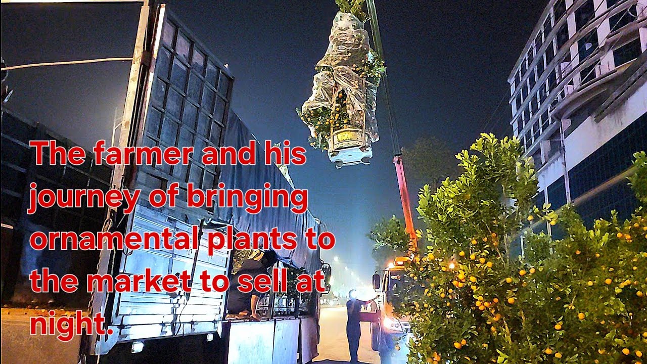 The farmer and his journey of bringing ornamental plants to the market to sell at night.