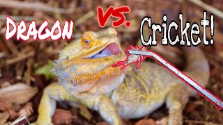 HAND FEEDING PET DRAGON !!!!